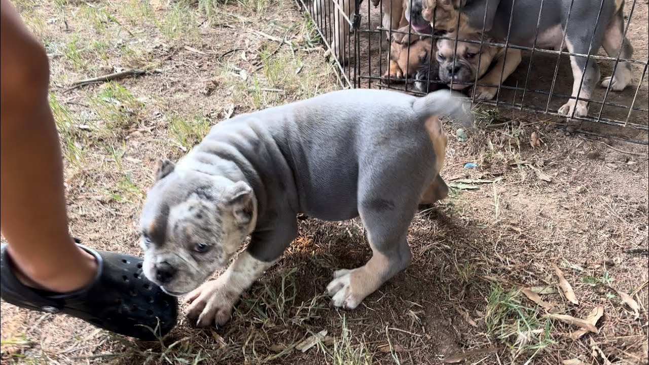 New Micro Bully to the camp ⁉️⁉️ #dogs #puppy #like #subscribe #fyp