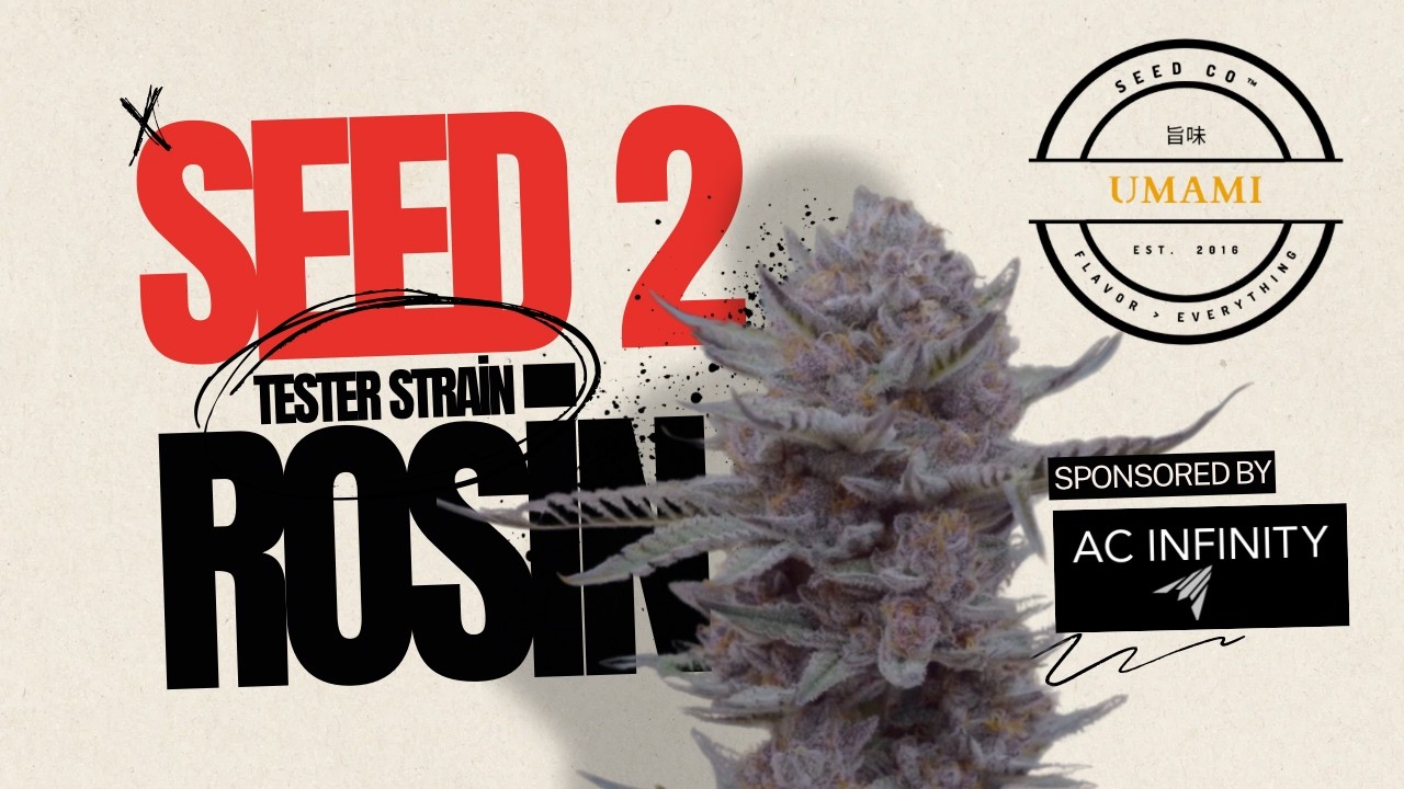 🌱 Bubble Hash - SEED TO ROSIN &ndash; 910 by Umami Seeds 💜 (The Purple Bubble Hash Run!)