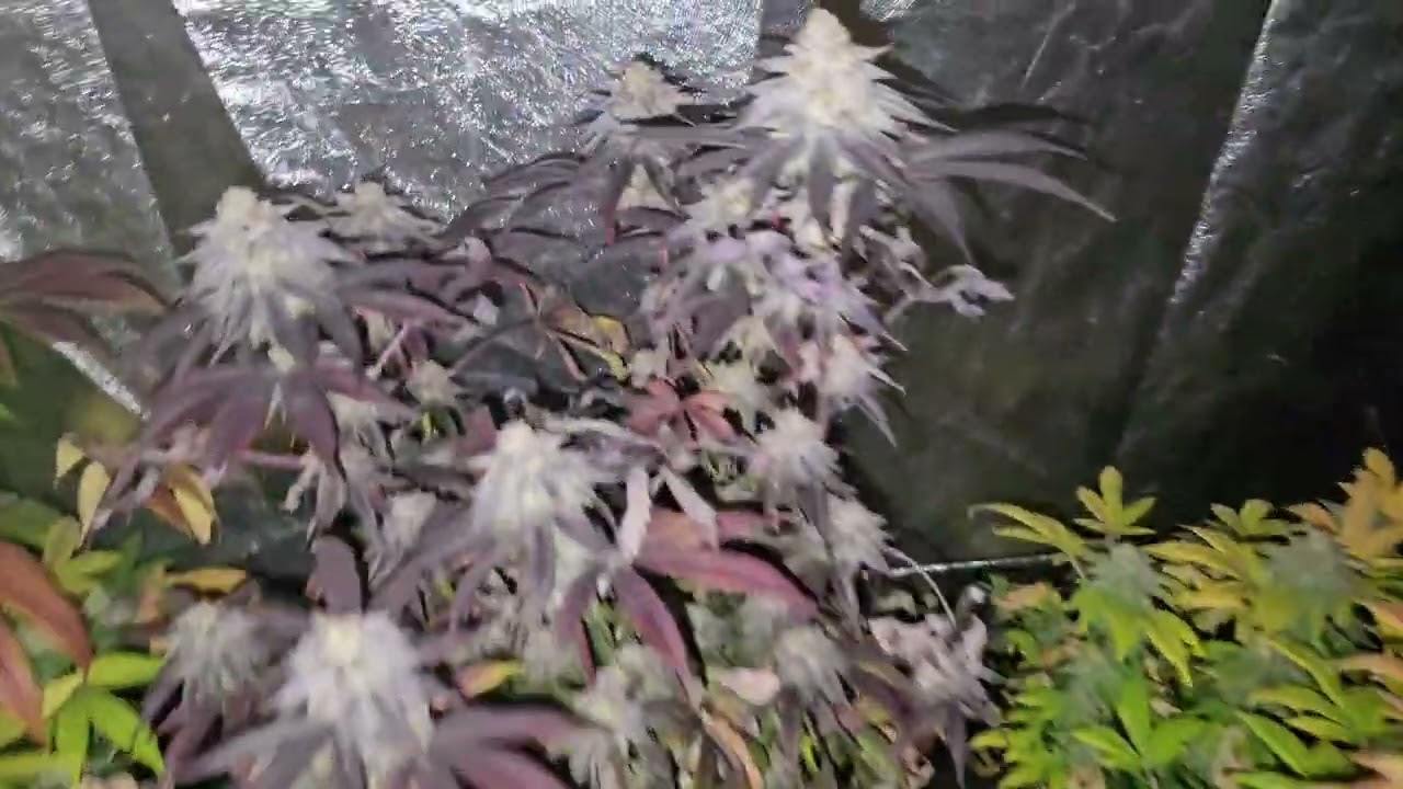BLOOM PLUS BP-3000 IS THE BEST BUDGET GROW LIGHT I HAVE EVER HAD!!!!!!!!
