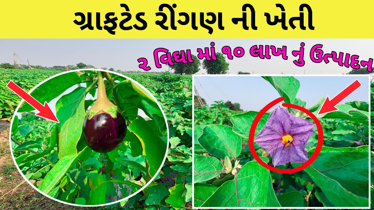 ગ્રાફટેડ રીંગણ ની ખેતી | ૨ વિધા માં ૧૦ લાખ નું ઉત્પાદન.!