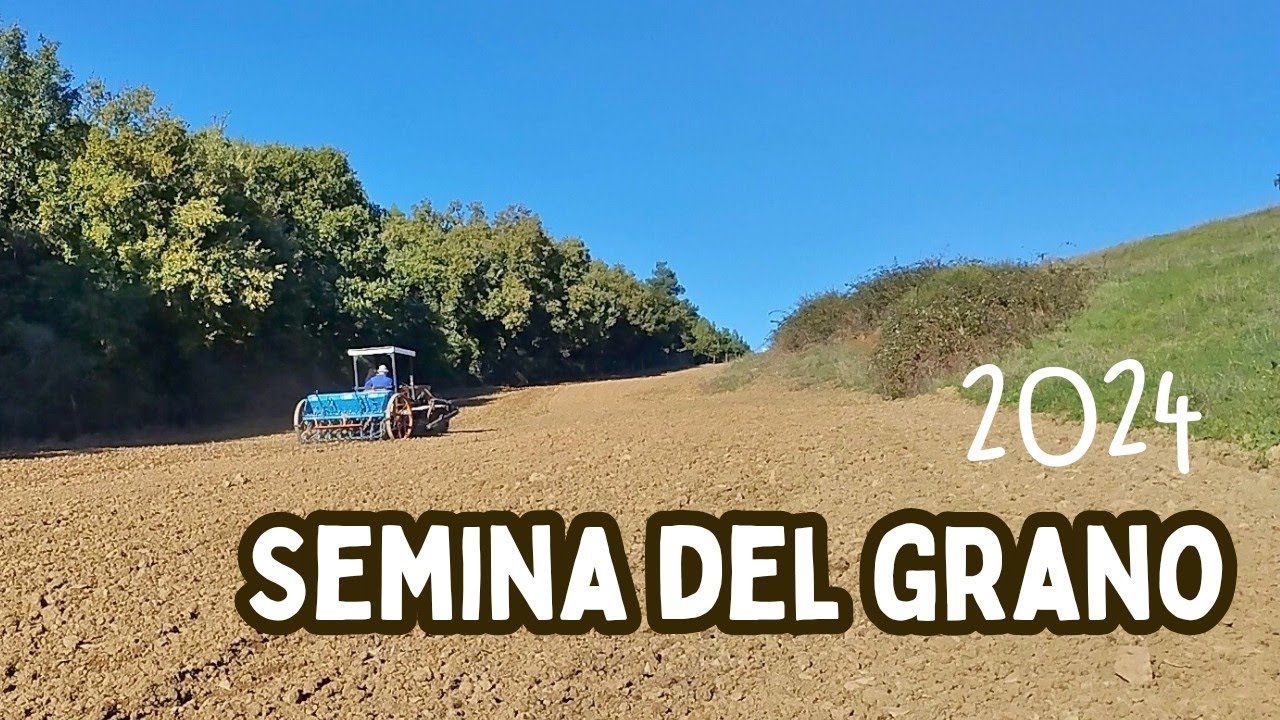 La semina del grano con il trattore a cingoli, autunno 2024