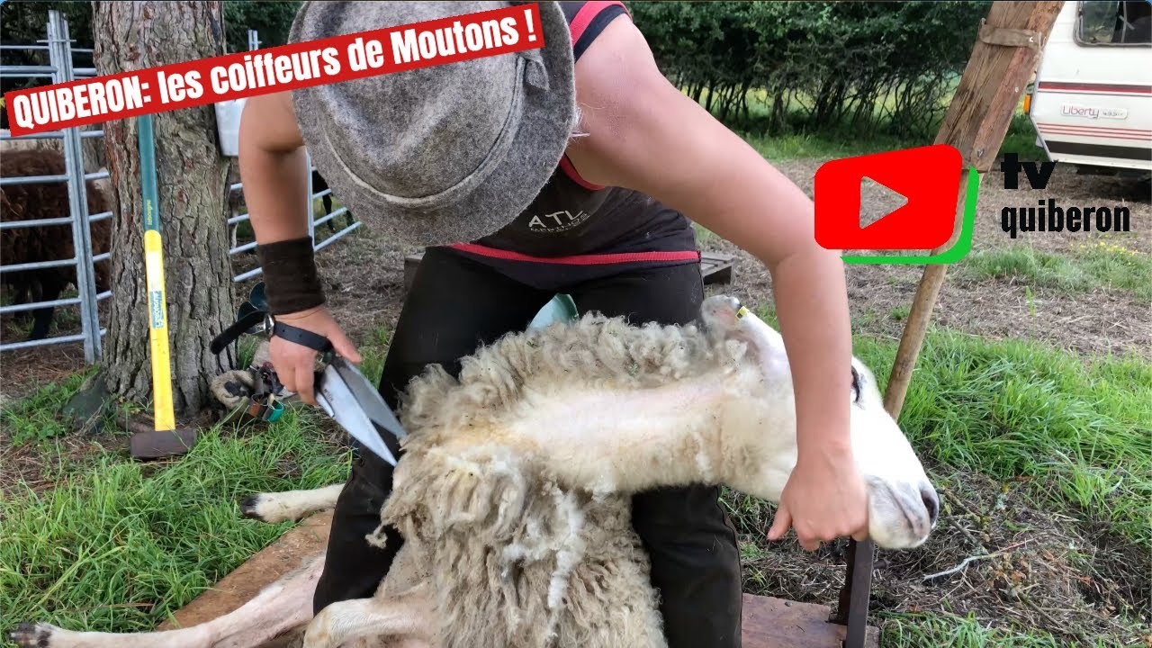 QUIBERON   |   Les Coiffeurs de Moutons  | TV Quiberon 24/7