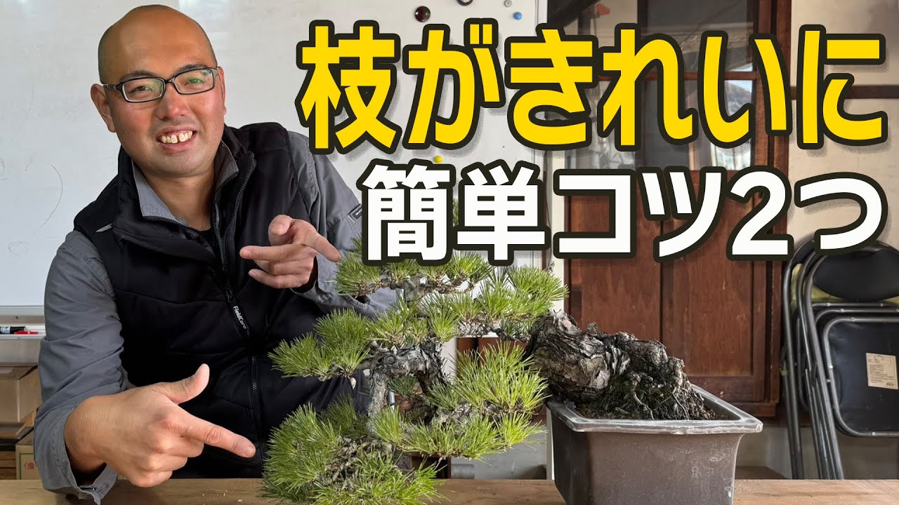 盆栽の枝をきれいに見せるコツ２つ｜誰でもできる簡単な方法
