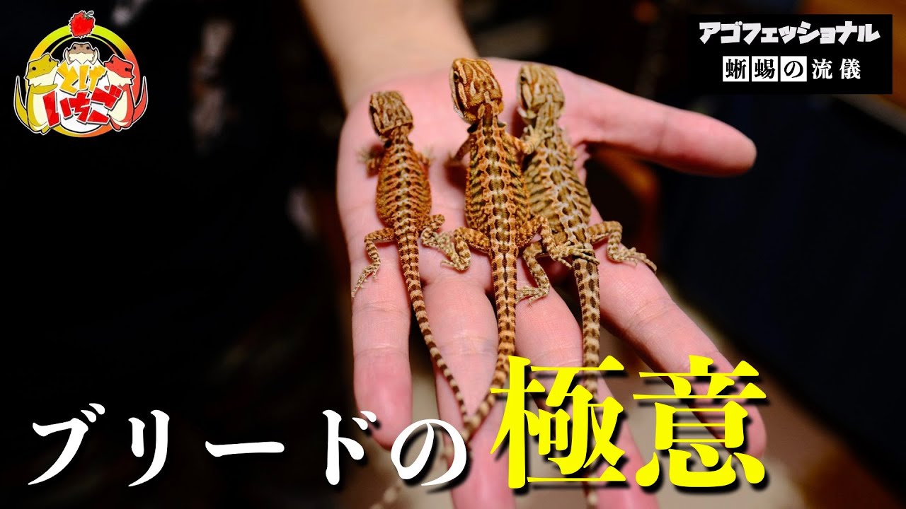 現役ブリーダーにフトアゴ繁殖について聞きまくったら目からウロコだった😲