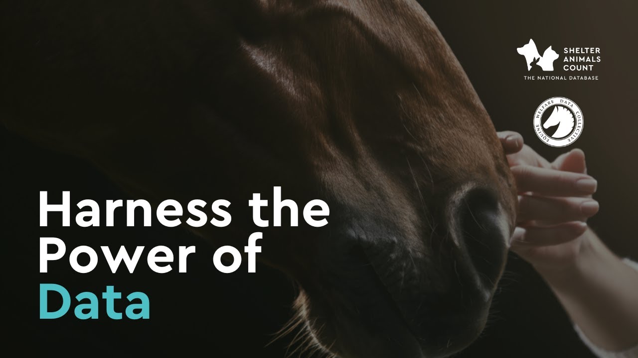 Harness the Power of Data | Shelter Animals Count with Equine Welfare Data Collective