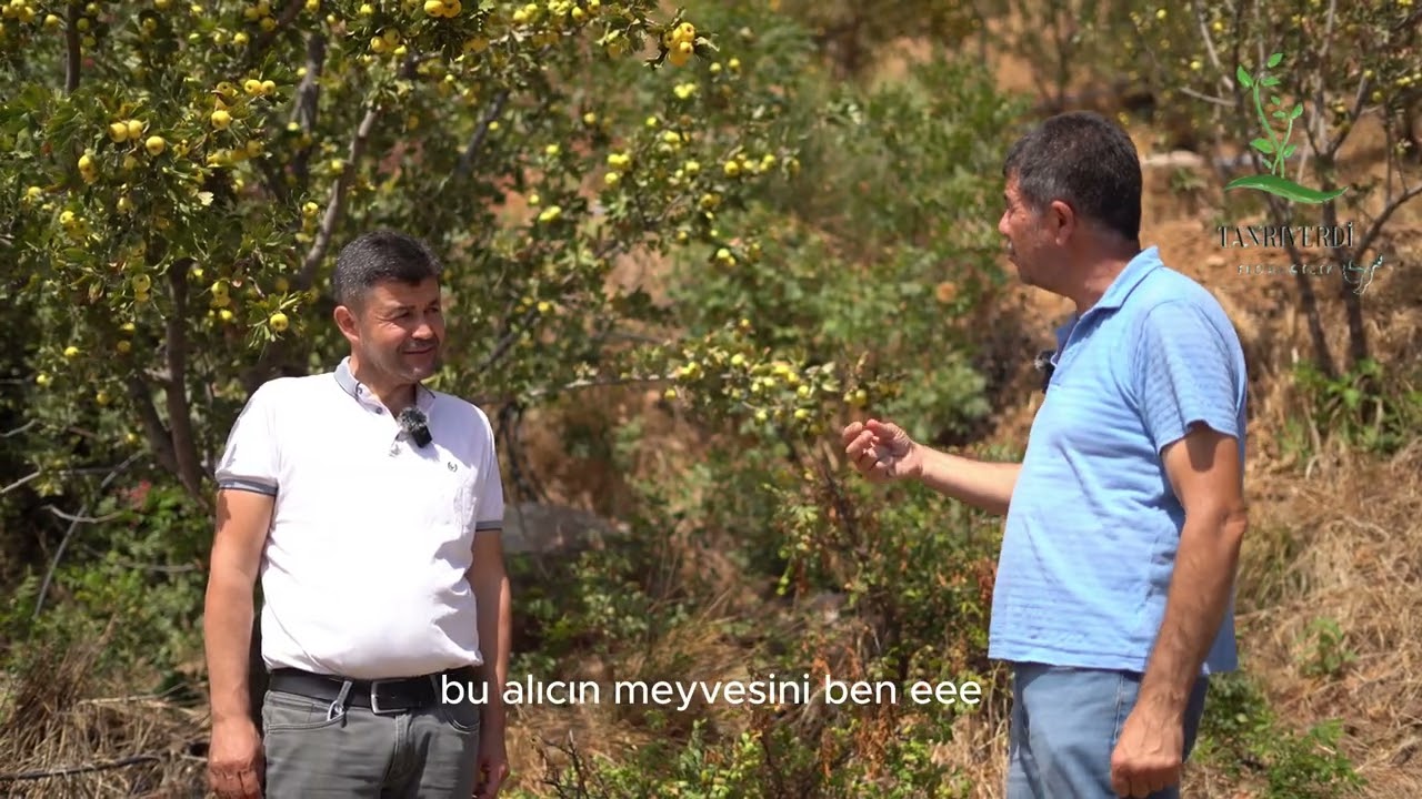 ALIÇ FİDANI ( ANAHTAR TESLİM PROJE ) TANRIVERDİ FİDANCILIK