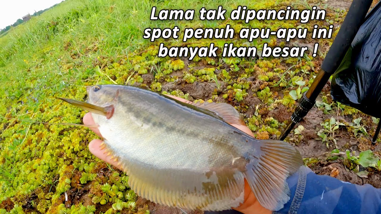 Setelah dibuka, Ikan besar nya langsung mangap mangap - Mancing sepat siam babon