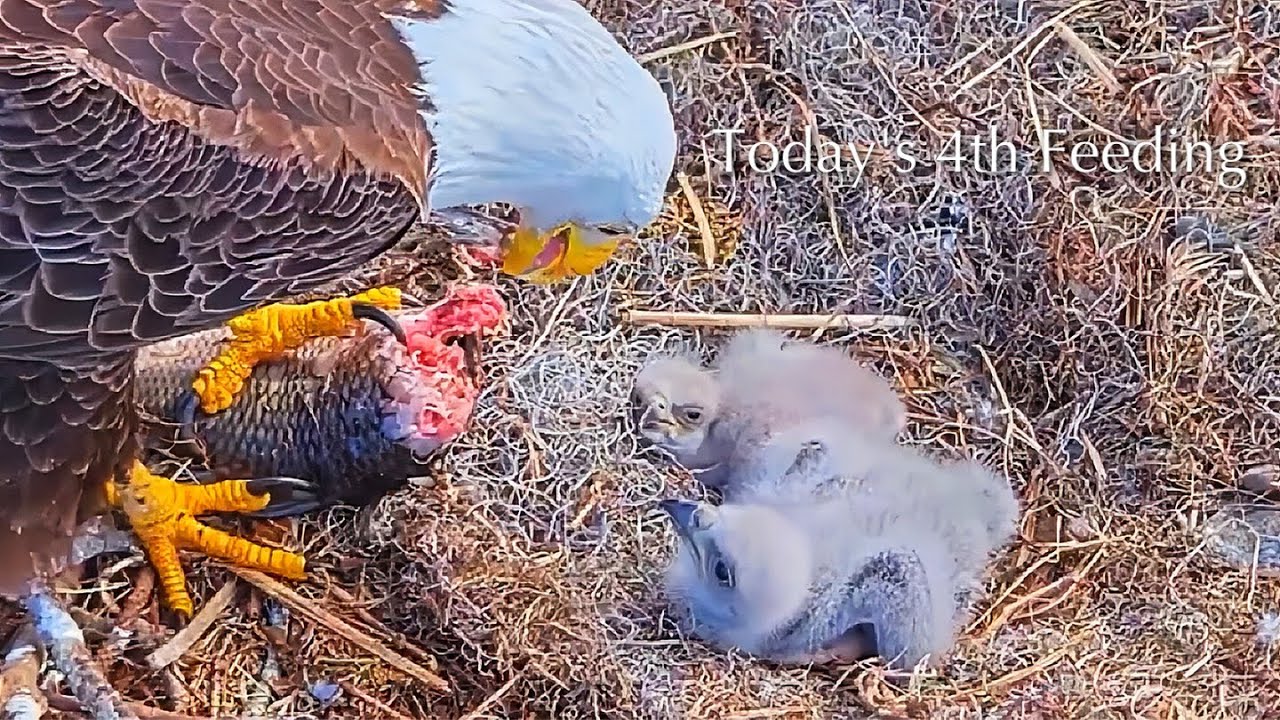#37🦅🐥12°🐥7°／Winter Park Eagle Nest 2026／Against All Odds:One-Eyed Mom Eagle／by Winter Park Eagle Cam