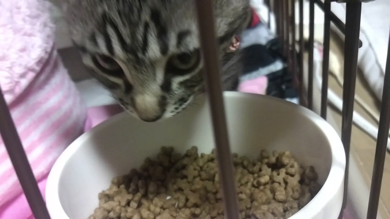 【三つ子子猫】　松五郎と梅子そして竹丸。ご飯ご飯とにかくご飯　【爆食】　Kittens to eat a lot of food