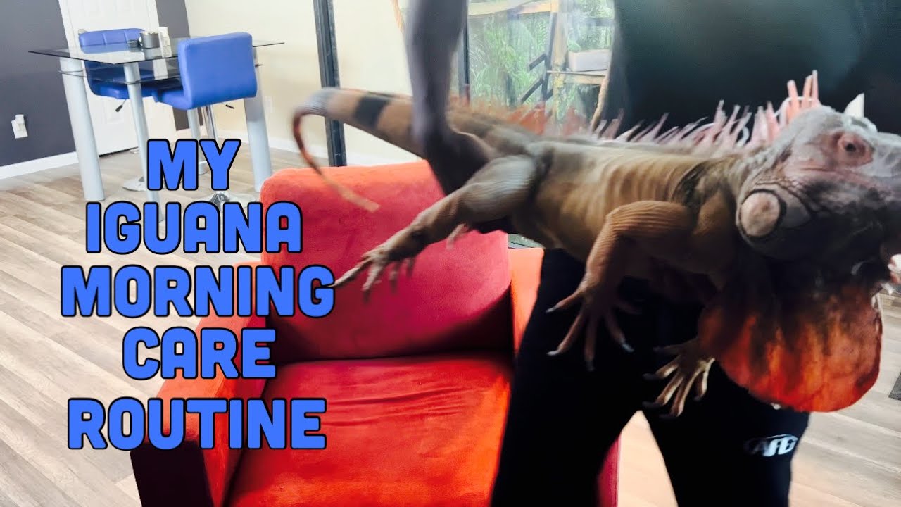 My Morning Care Routine For My Large Iguana - Rocket The Iguana
