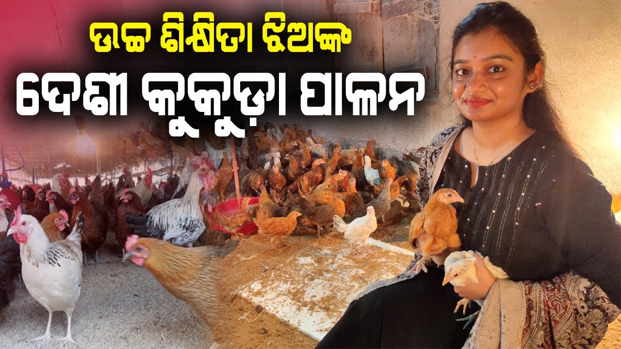 ପାଠ ପଢ଼ା ସାରି ଆରମ୍ଭ କଲେ ଦେଶୀ କୁକୁଡ଼ା ପାଳନ || How to start Desi Chicken Farming in Odisha. #Sonali