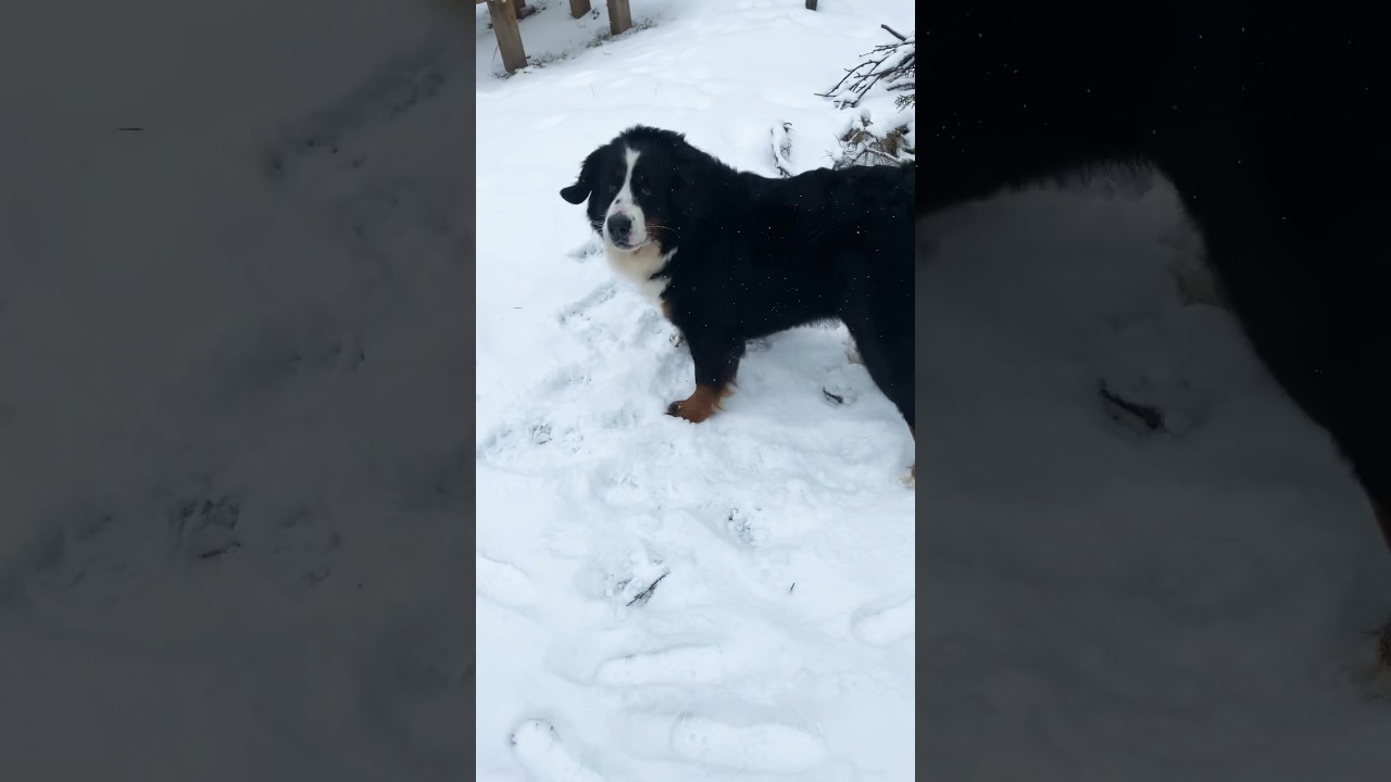 #bmd #bernersennenhund #bernesedog #bernesemountaindog #бернский #bern #bernerlovers #bernerstyle