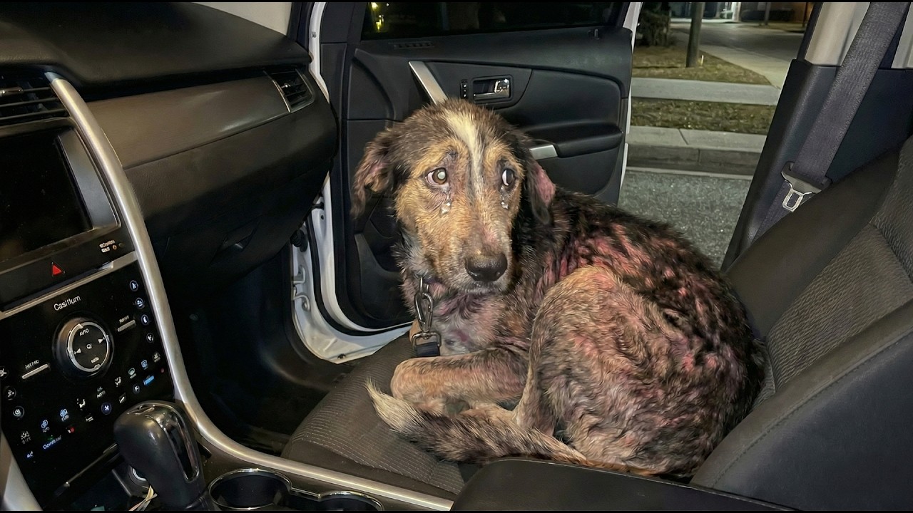 He Jumped Into My Car and Curled in Desperate, He Knew Only Pain and Was Pleading for Help