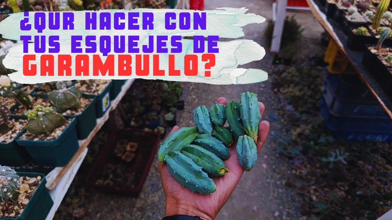 Propagacion por Esqueje de Garambullos, para porta injertos // Cactus Land Quiché
