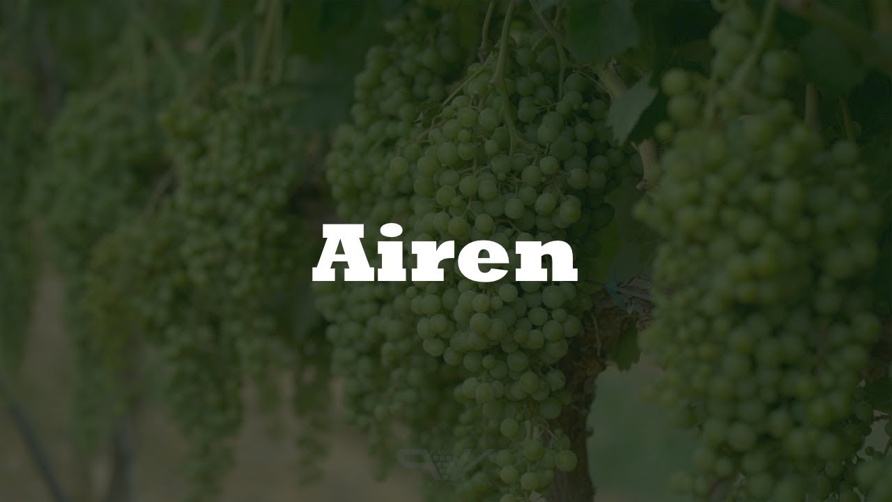 Airén, variedad de vid. Viñedo. Plantvid ✅