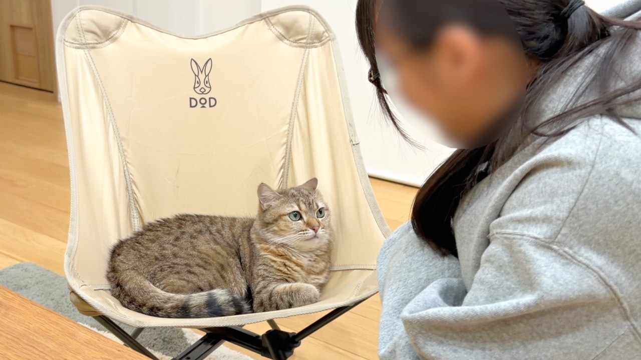 猫に何度椅子を取られても許してしまう理由