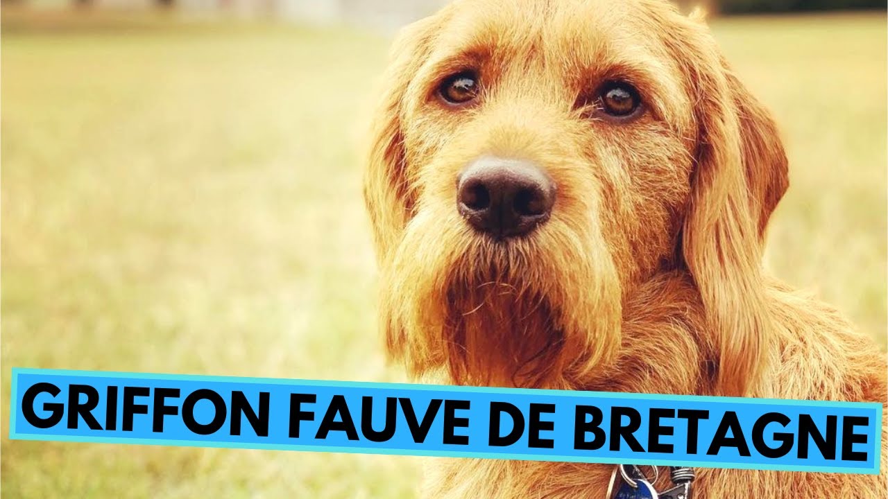 Griffon Fauve de Bretagne - TOP 10 Interesting Facts