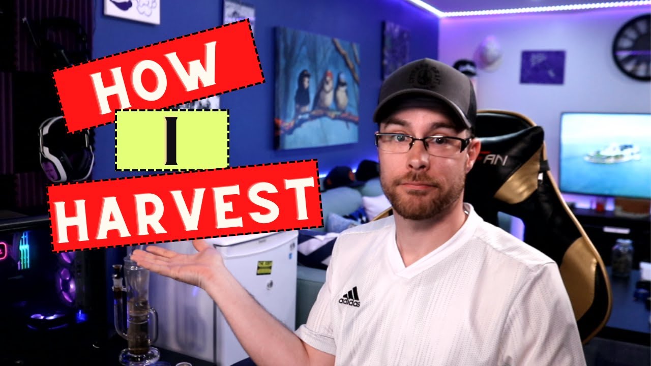 How to Harvest | My Process