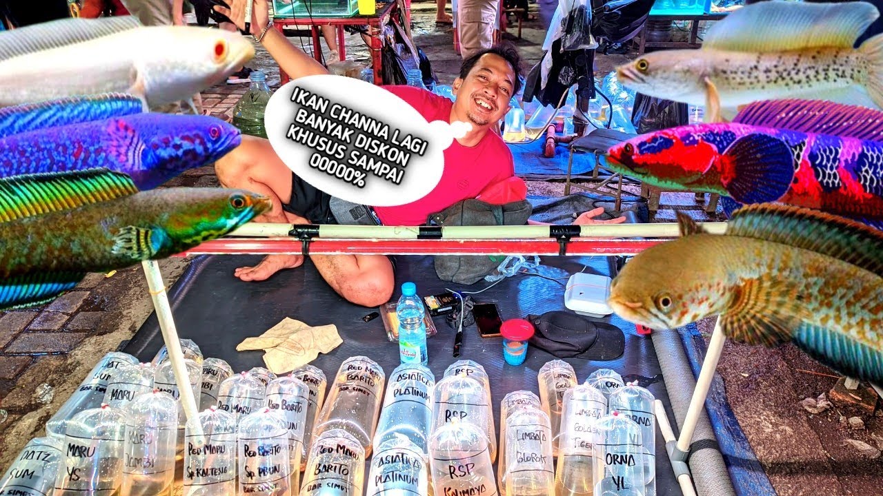 REVIEW IKAN CHANNA LOKAL. LAGI ADA HARGA KHUSUS. STOK TERBATAS JANGAN SAMPAI KE HABISAN 