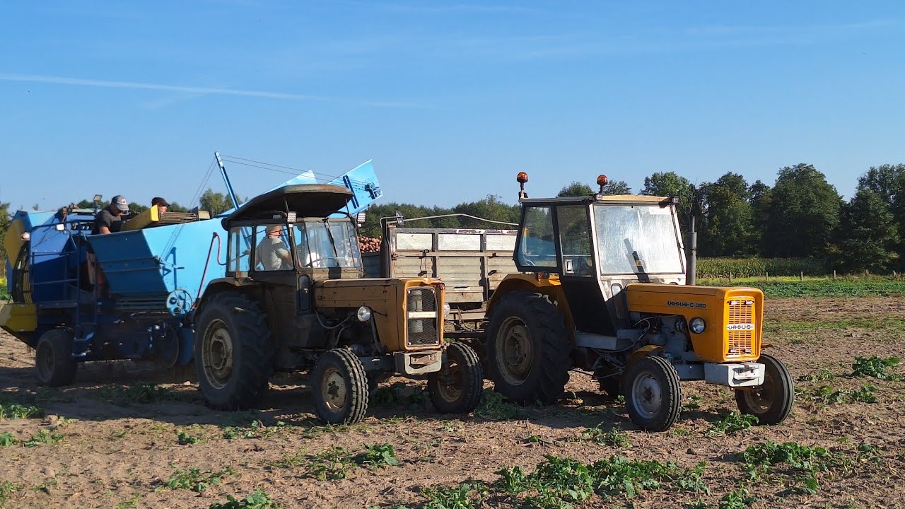 🇵🇱 Polskie Wykopki 2024 ☆ Klimat 90 lat 😍 ☆ Agro Bracia ☆