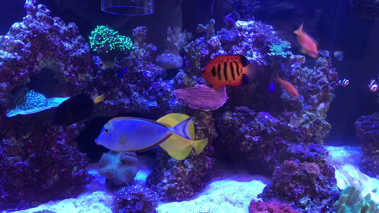 My Red Sea Reefer 250 5 months in!