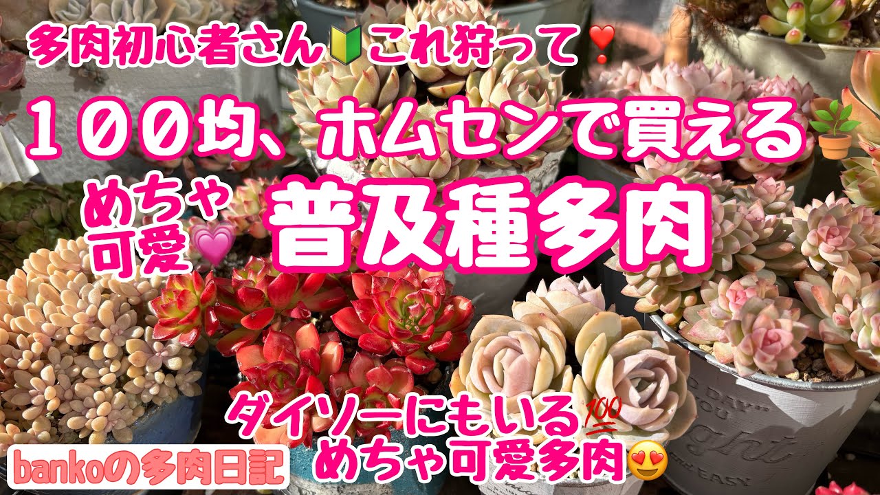 【多肉日記#354】ダイソーにもいる❣️めちゃ可愛いくなる普及種多肉💯群生💐葉挿し🌱でもりもり増える⤴️育てやすいおすすめ多肉１０選🌿