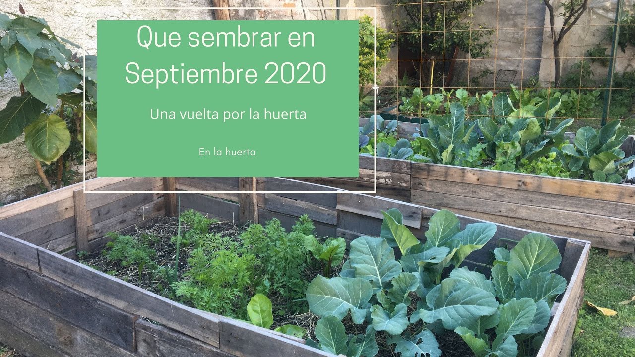 Que sembrar en Septiembre 2020🌻🌻| Una vuelta por la huerta🌻🌻| En la huerta