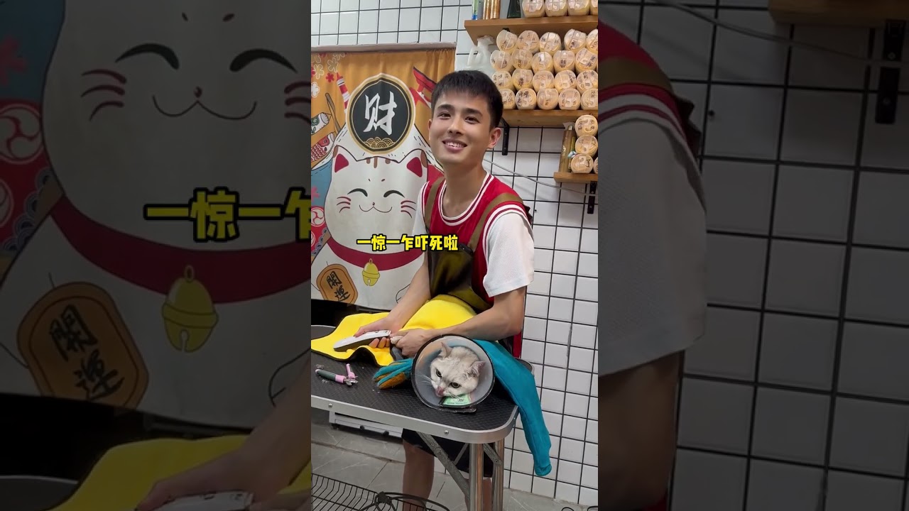 貓咪日常洗護 一驚一乍的沒點膽量還真洗不了，洗澡很乖也算脫敏成功了#貓洗澡 #貓咪日常洗護 #銀漸層 #喵小弟d洗貓