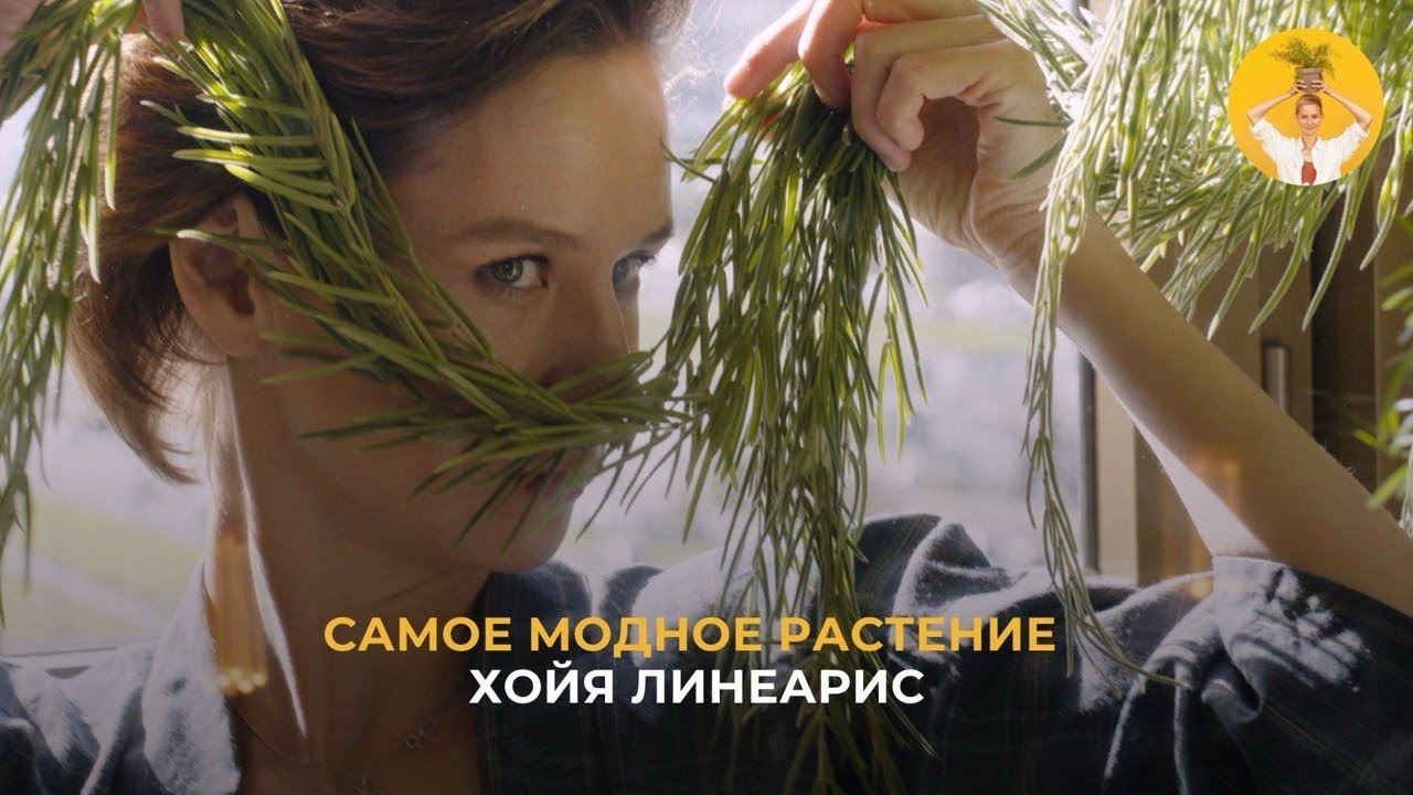 Самое модное растение — хойя Линеарис