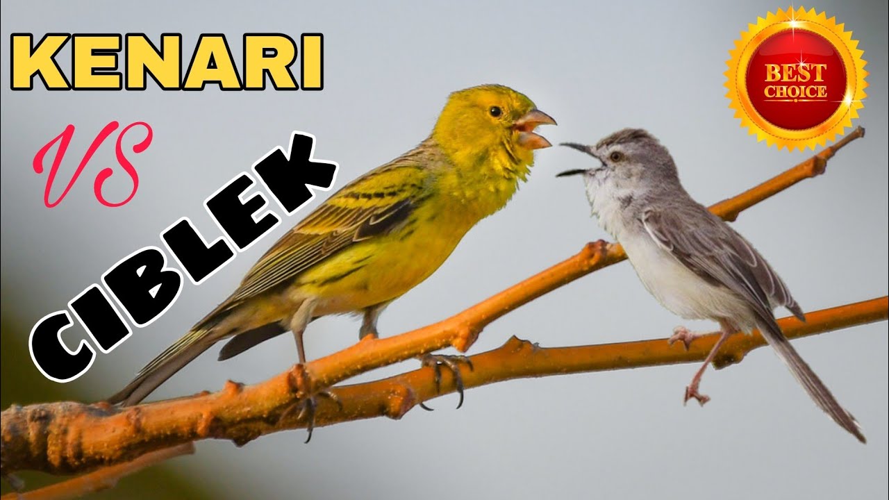 Masteran Semua Burung Ocehan // Tembakan KENARI VS CIBLEK
