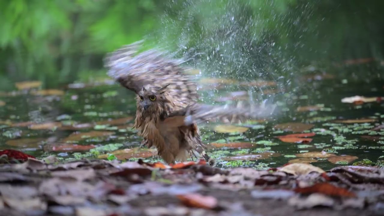 Buffy Fish Owl Bathing Aug 11th 2025   4K