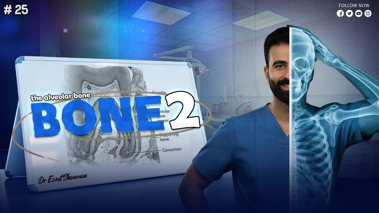 bone 2 _ the alveolar bone _ oral histology || عزت شومان
