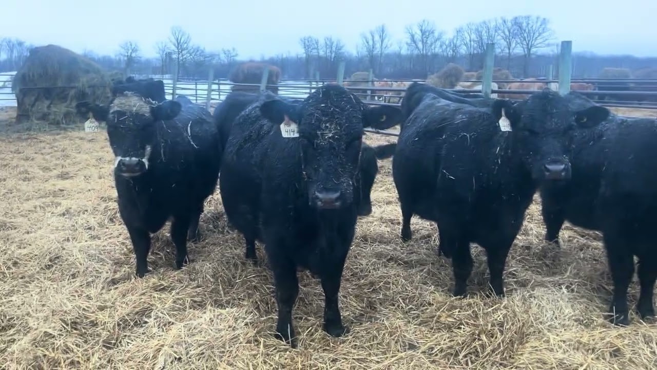 Abe Reimer heifers selling Saturday February 7 at the ashern auction mart 