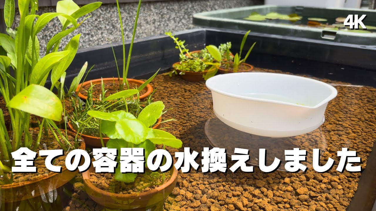 【メダカ】僕はこんな感じで水換えしています