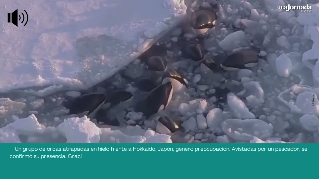 Manada de orcas qued&oacute; atrapada en el hielo y consigui&oacute; liberarse un d&iacute;a despu&eacute;s
