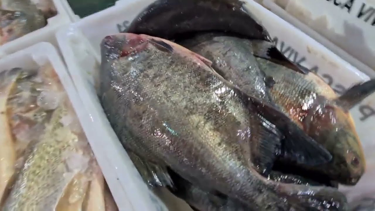 Comprando peixe no Ceasa para revender