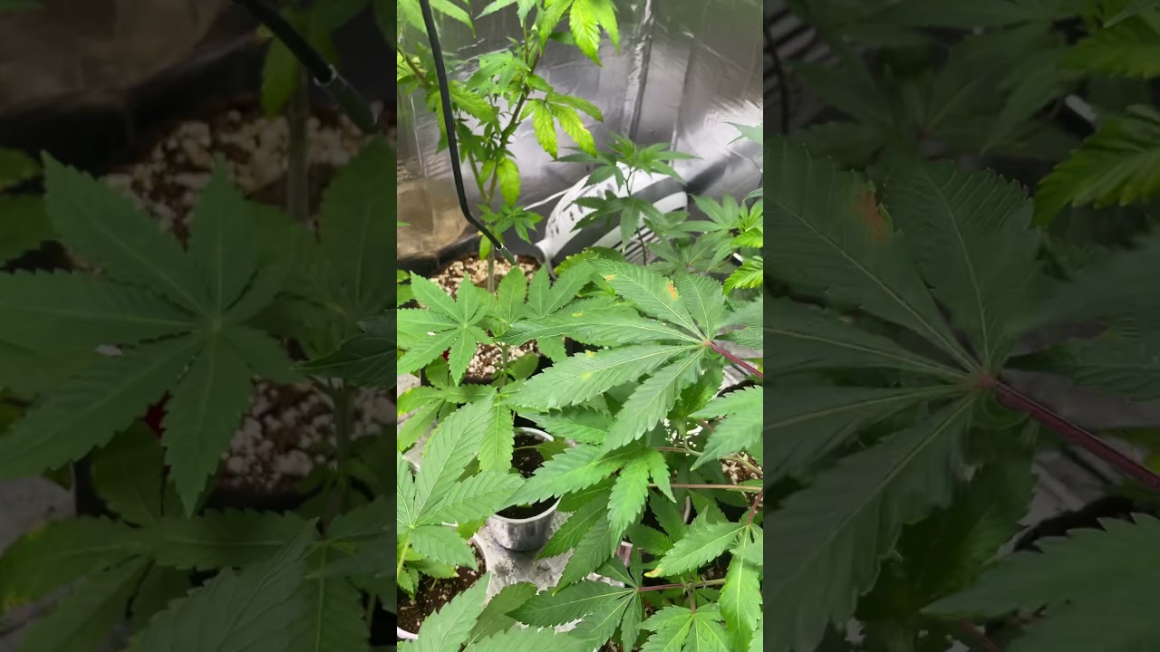 Flower and Veg Tent Week 3: plant and set up update