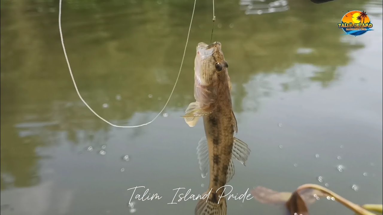 Daming isda Dito sa Laguna lake sa talim island