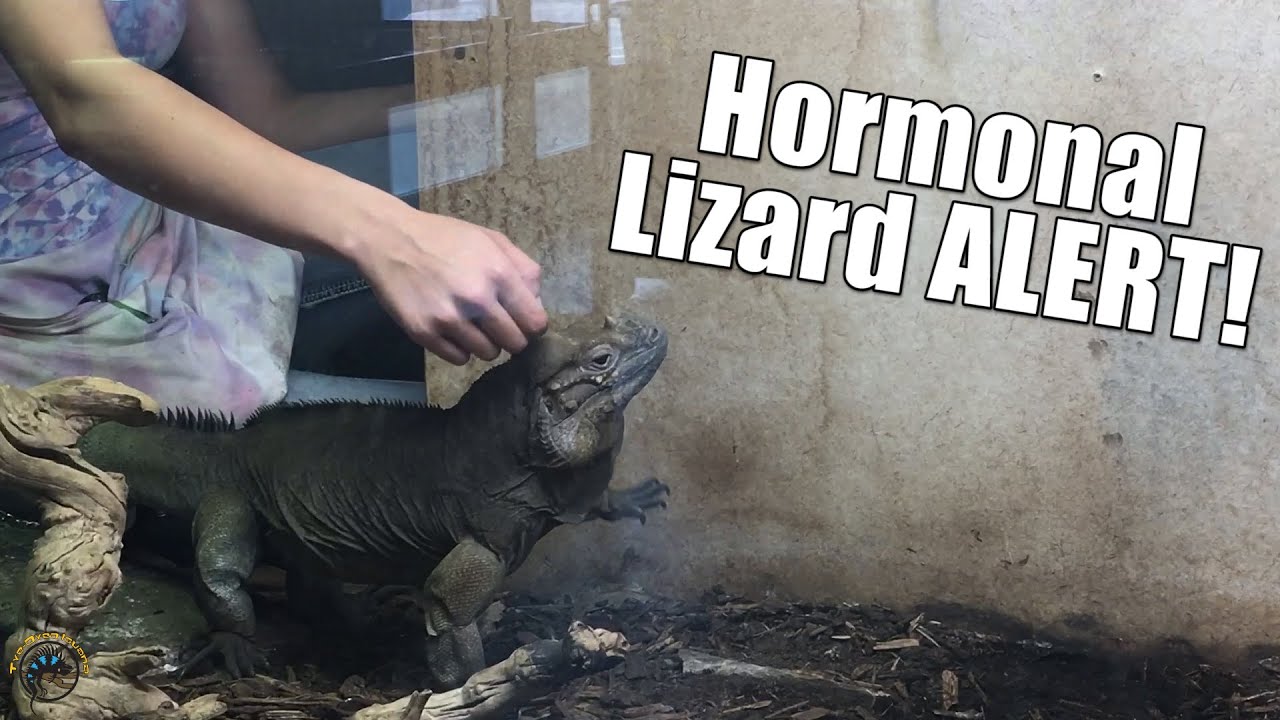 How Our Rhino Iguana Acts When She's Hormonal! 🦎😂