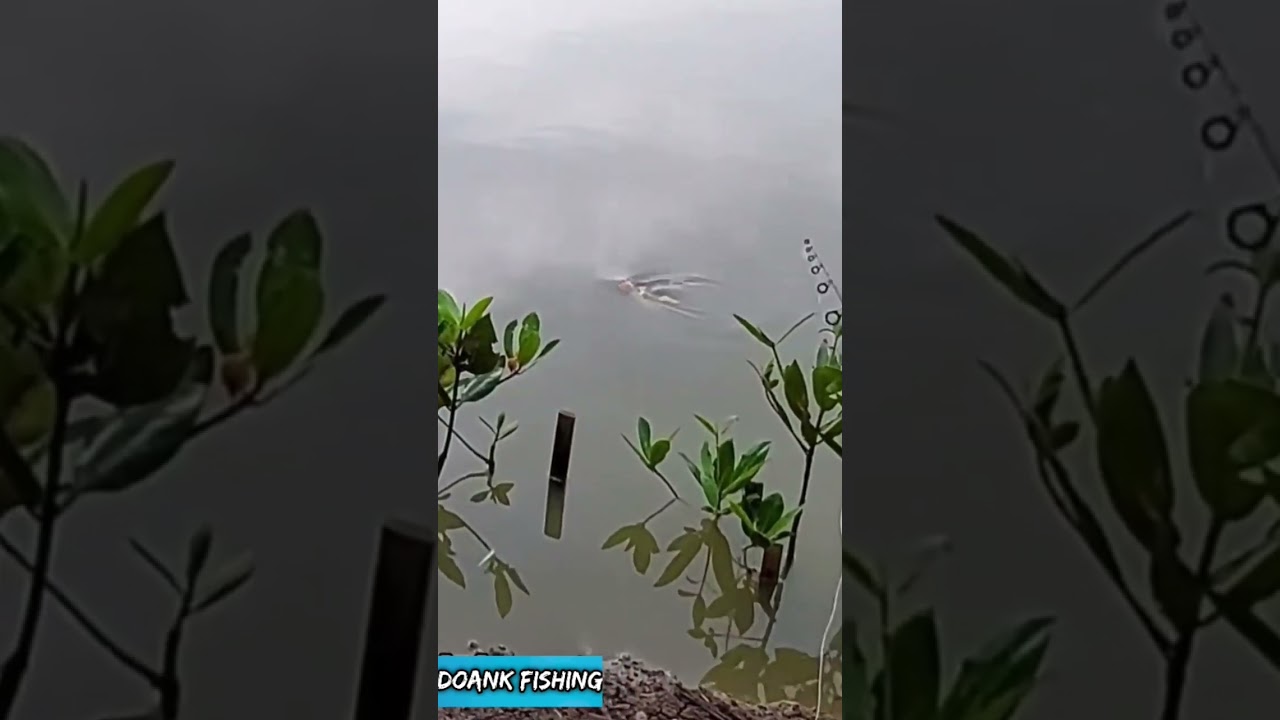 Beginilah saat Kakap putih menyambar umpan udang peci.