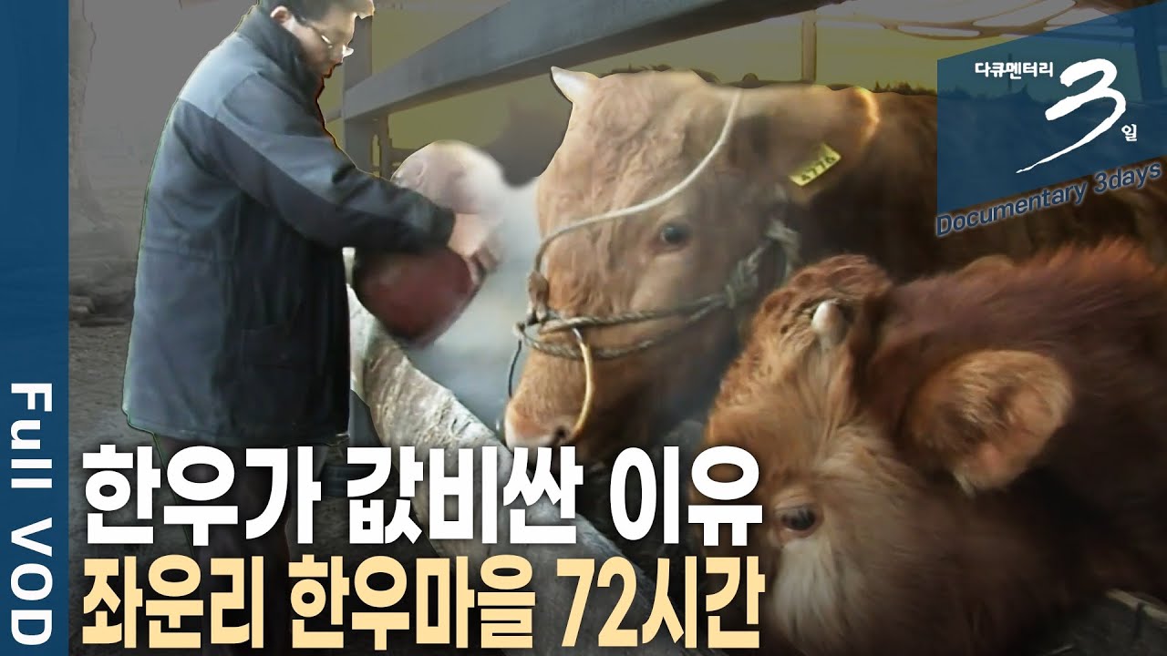 한우가 곧 자존심! 대대로 소를 치며 살아온 자그마한 홍천군 좌운리 한우마을 72시간 | 다큐 3일 | KBS 20120115 방송