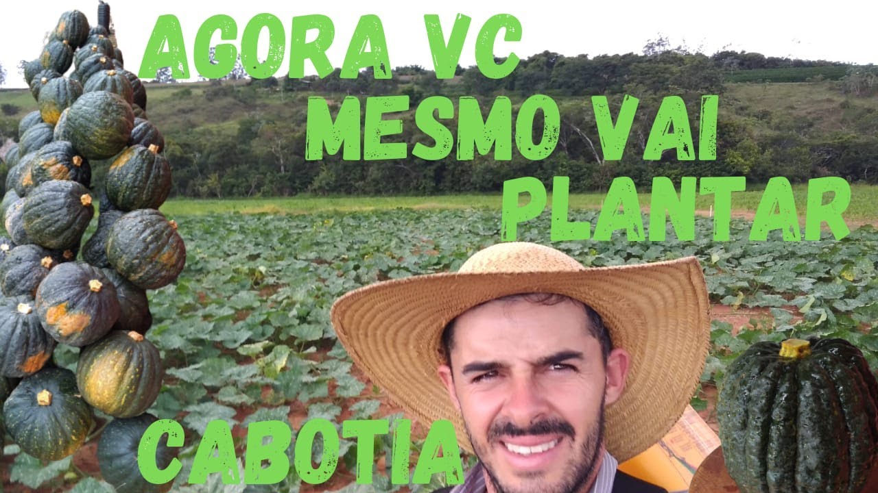 Como plantar abóbora Cabotia [abóbora japonesa] fácil,fácil....