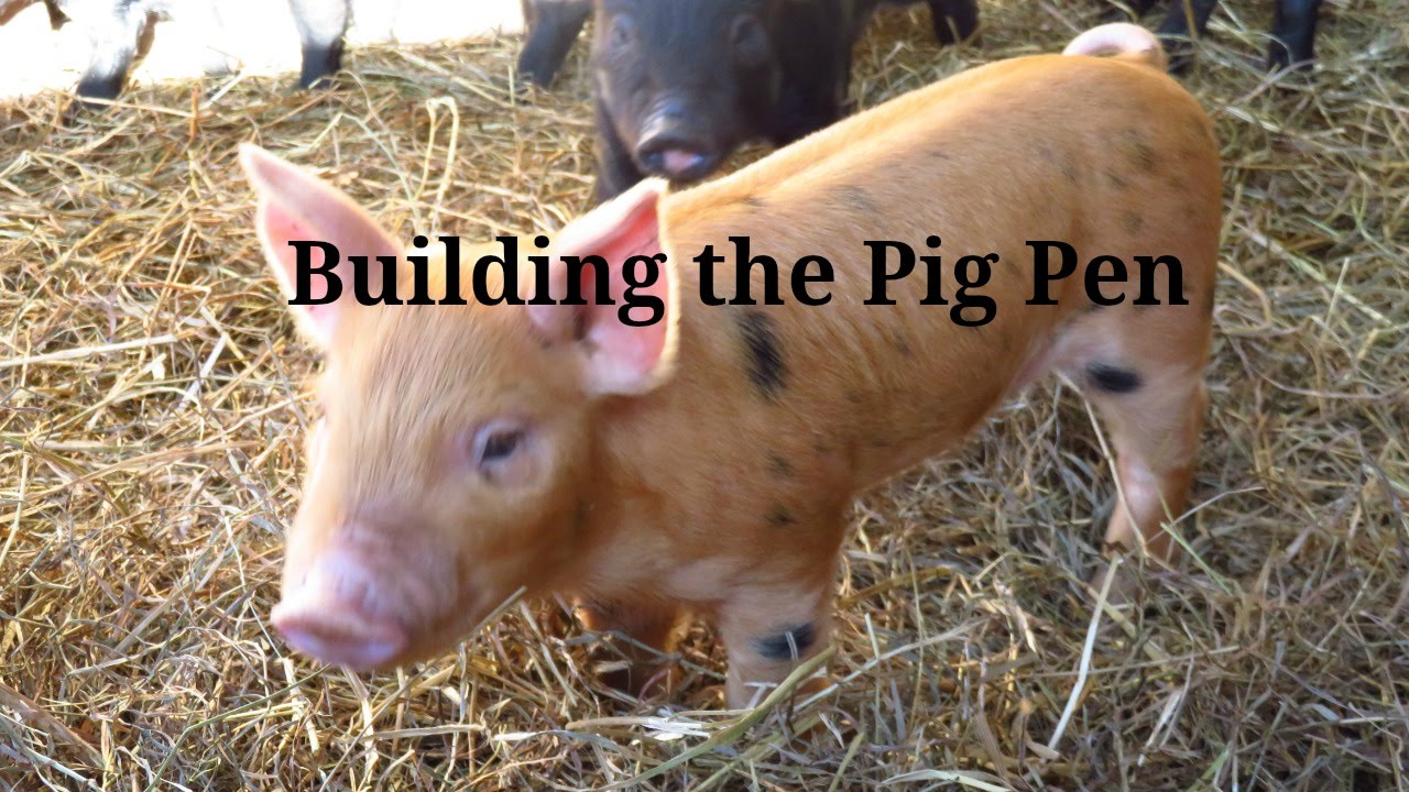 Building the Pig Pen and Installing a gate