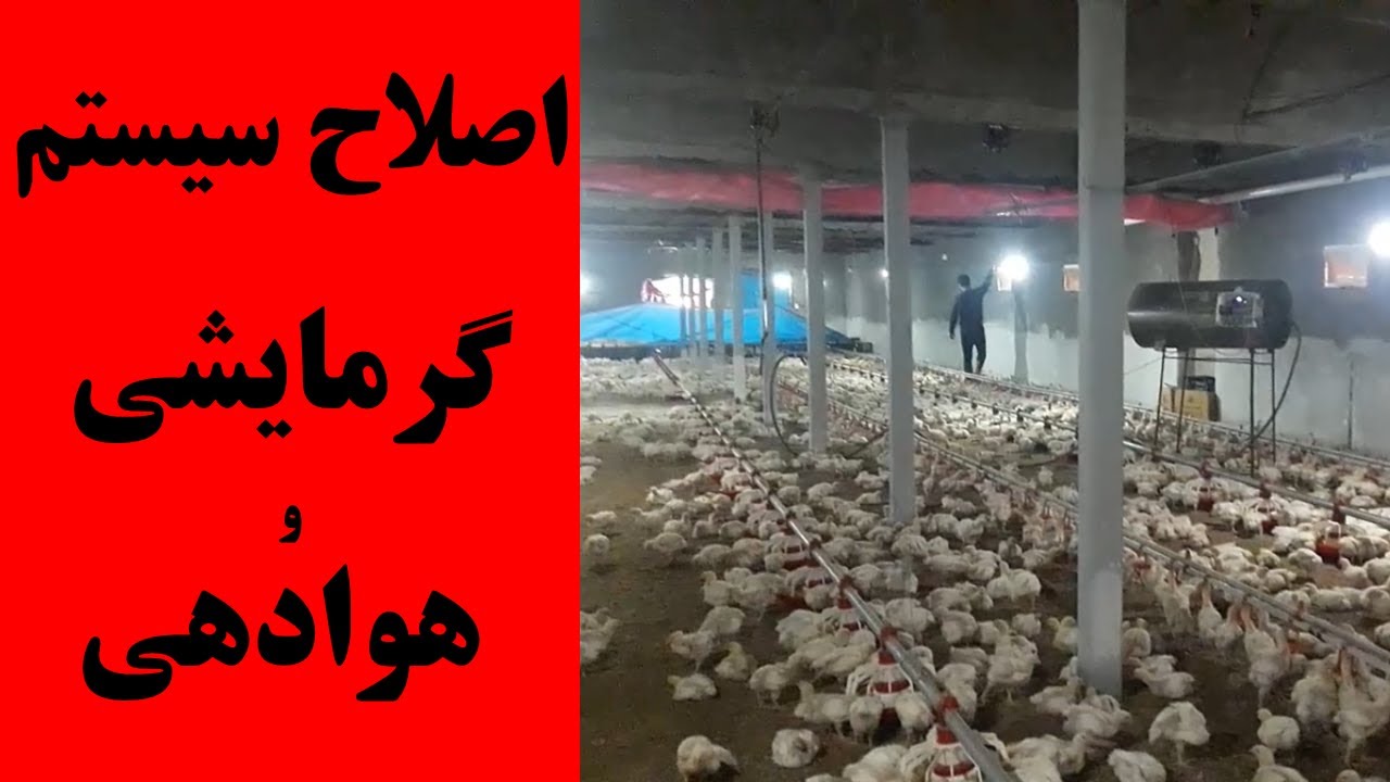 پرورش مرغ گوشتی: اصلاح سیستم گرمایشی و هوادهی هنگام ویزیت
