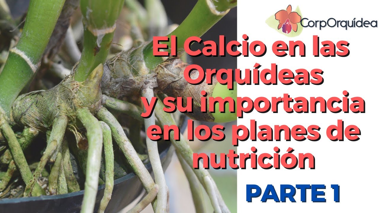 Calcio en las Orquídeas y su importancia en los planes de nutrición - Parte 1- Coporquídea
