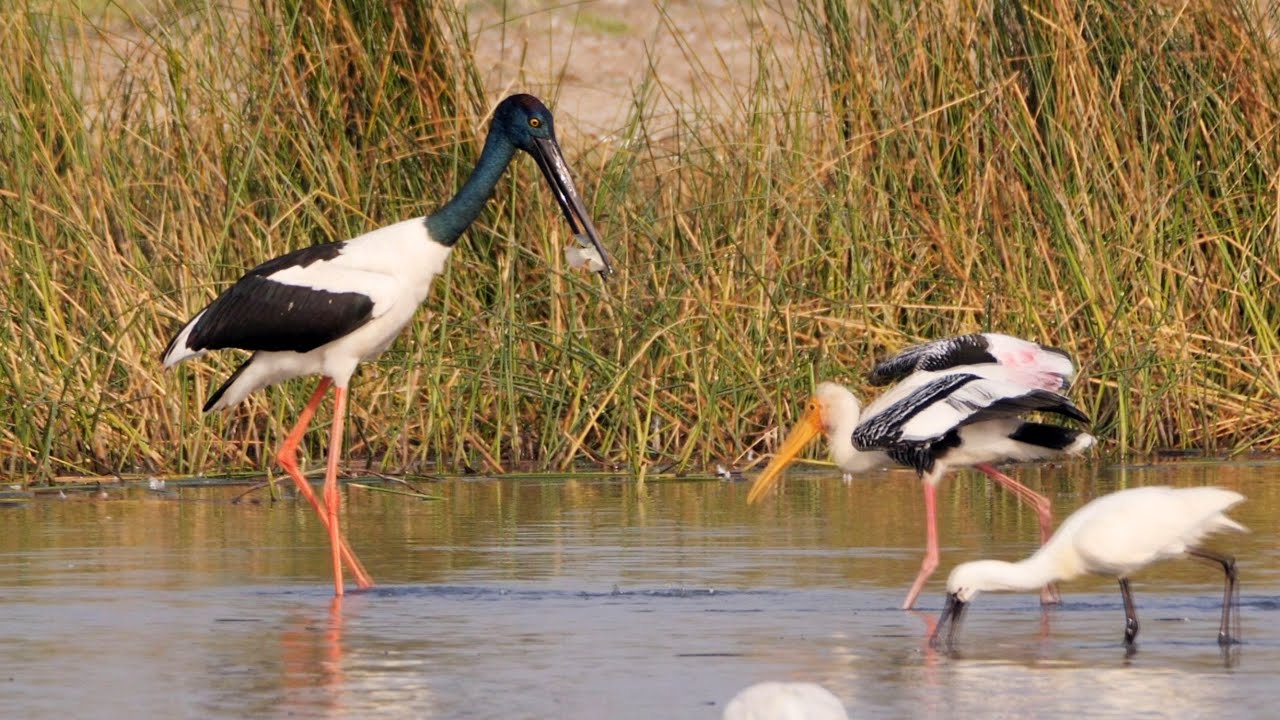 Black-necked Stork in India