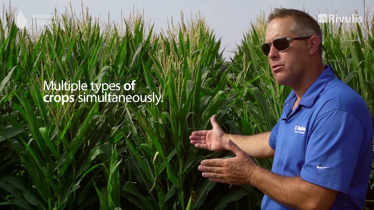 Benefits of Subsurface Drip irrigation on Corn | Rivulis USA