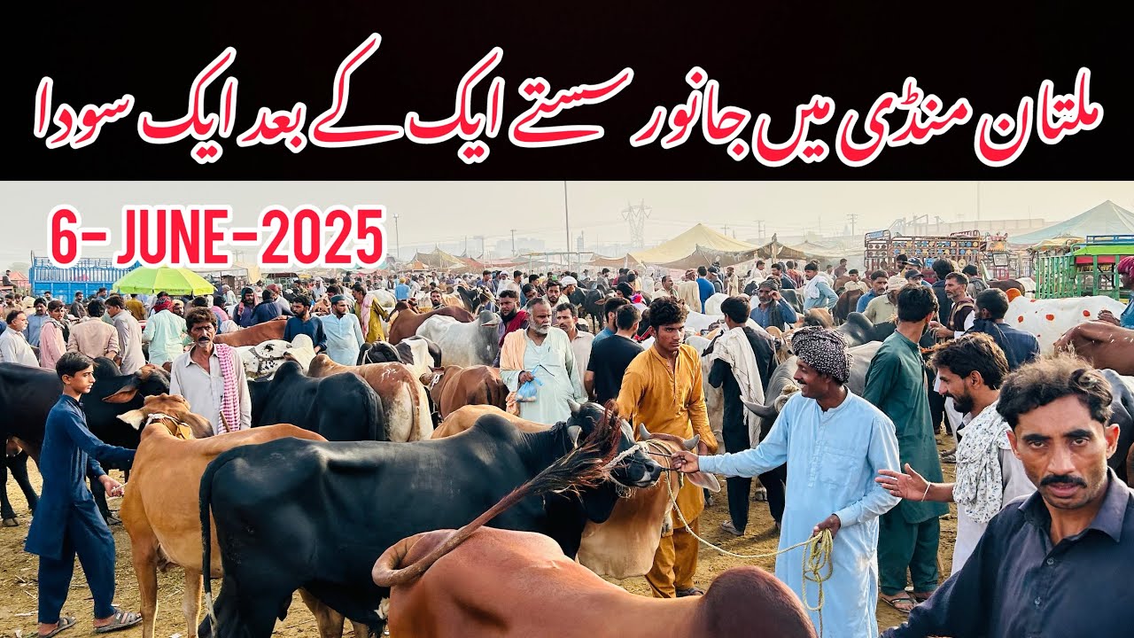 Today Multan Cow Mandi 2025 / Finely Cow Ly Le  / Fresh video / 6- june-2025  Friday / Qurbani 2025