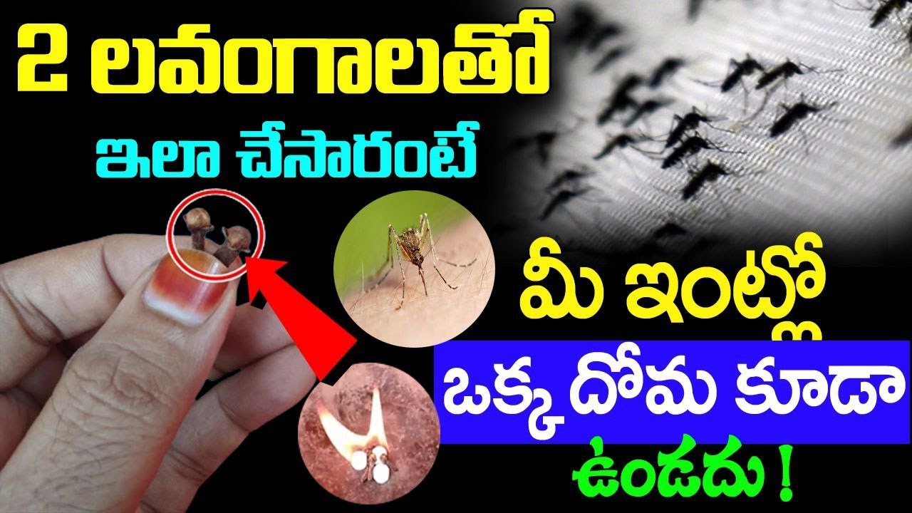 రెండు లవంగాలతో ఇలా చేస్తే ఒక్క దోమ కూడా ఇంట్లో ఉండదు || Effective Way To Get Rid Of Mosquitoes