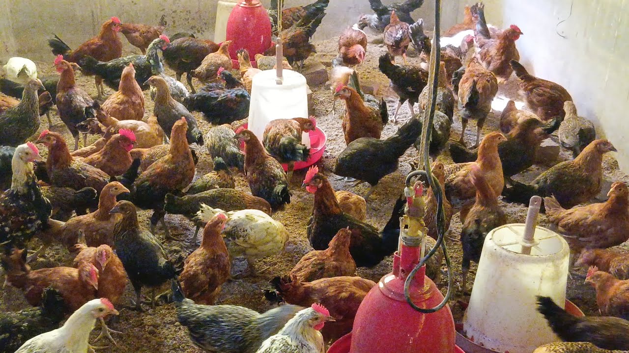 poultry Farm #chicken​​ ##naturalfarming​​ #poultryfarming​​